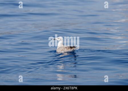 Junge Möwenküken schweben auf der Meeresoberfläche, Mittelmeer, Italien Stockfoto