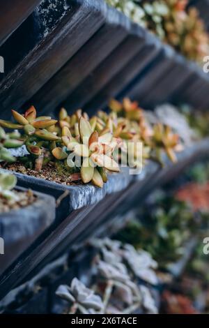 Mehrstufige Pflanzen, die an den Wänden eines Gebäudes in Monaco gepflanzt wurden Stockfoto