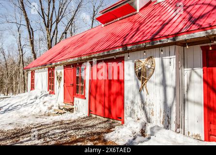 Ahornsirup Zuckerhütte im Wald zur Ahornsaison Stockfoto