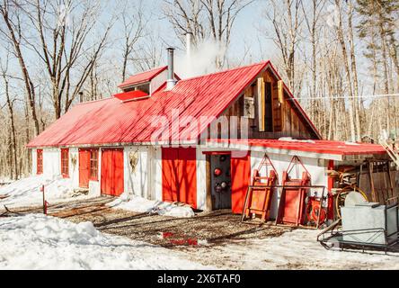 Ahornsirup Zuckerhütte im Wald zur Ahornsaison Stockfoto