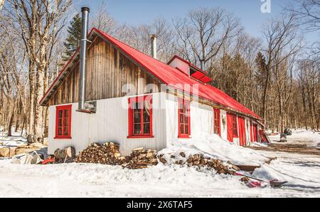 Ahornsirup Zuckerhütte im Wald zur Ahornsaison Stockfoto