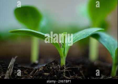 Extreme Nahaufnahme von Keimgurkensämlingen, die in gedüngter Erde gezüchtet wurden. Gartenbau. Ökologischer ökologischer Landbau. Gartenarbeit Stockfoto