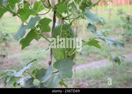 Ein grüner Aschengürtel auf einer Weinrebe mit grünen Blättern Stockfoto