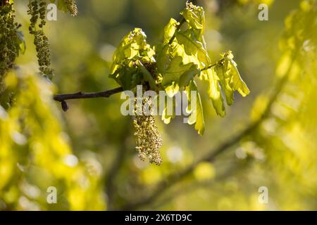 Stiel-Eiche, im Frühjahr, Frühling, Blüten, Blüte, blühend, junge Blätter, Blatt, Eichenlaub, Eichen, Stieleiche, Eiche, alte Eiche in der Elbtalaue, Stockfoto