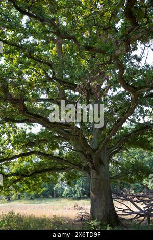 Stiel-Eiche, Eichen, Stieleiche, Eiche, alte Eiche in der Elbtalaue, Quercus robur, Quercus pedunculata, Englische Eiche, Stieleiche, Le Chêne pédonc Stockfoto