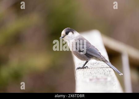 Canada Jay hockte auf einem Geländer in SüdzentralAlaska. Stockfoto