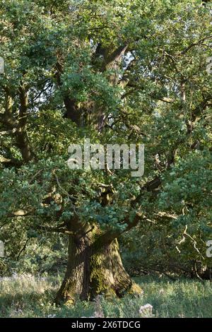Stiel-Eiche, Eichen, Stieleiche, Eiche, alte Eiche in der Elbtalaue, Quercus robur, Quercus pedunculata, Englische Eiche, Stieleiche, Le Chêne pédonc Stockfoto