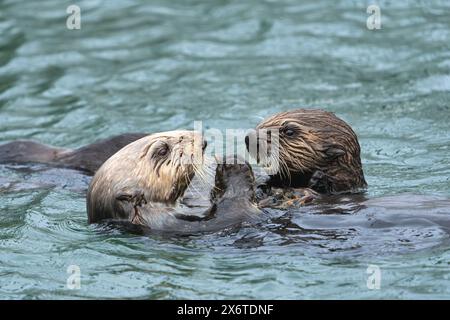 Mutter und Welpe Meeresotter teilen sich eine Mahlzeit in SüdzentralAlaska. Stockfoto