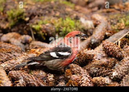 Weißflügelkreuzschnabel auf der Suche nach Fichtenzapfen in SüdzentralAlaska. Stockfoto