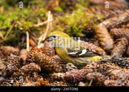 Weißflügelkreuzschnabel auf der Suche nach Fichtenzapfen in SüdzentralAlaska. Stockfoto