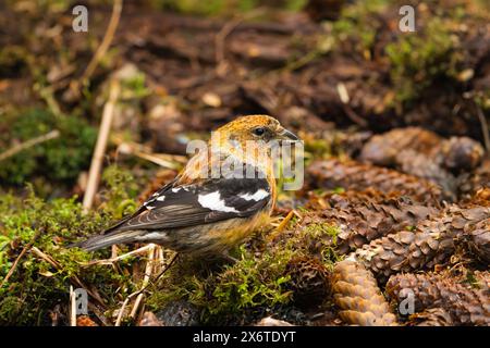 Weißflügelkreuzschnabel auf der Suche nach Fichtenzapfen in SüdzentralAlaska. Stockfoto