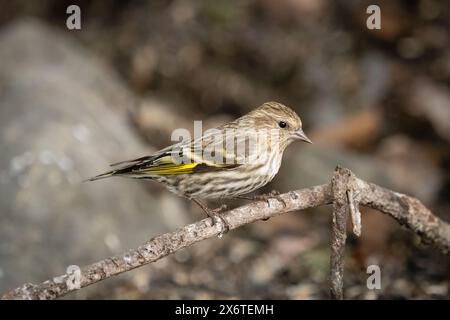 Pine Siskin thront auf einer Zweigstelle in SüdzentralAlaska. Stockfoto