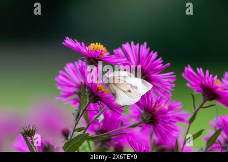 Ein Kohl-Schmetterling, Pieris rapae, besucht eine violette Arlington-Blume im Sauerland Stockfoto