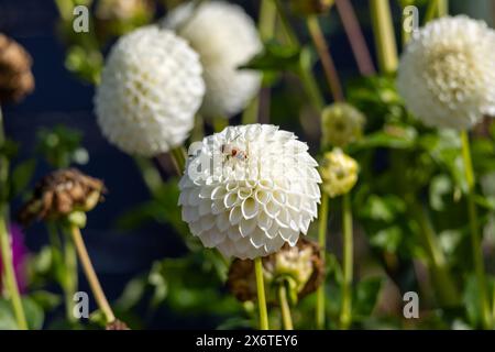 Eine weiße Blume mit einer Biene drauf. Die Blume ist von anderen Blumen umgeben Stockfoto