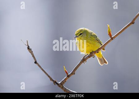 Orangenkrone Warbler auf einem Baum in SüdzentralAlaska. Stockfoto