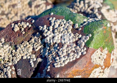 Barnacles oder Acorn Barnacles (semibalanus balanoides), aus nächster Nähe zeigen Gruppen des gewöhnlichen Krustentiers auf einem Strandfelsen in der Sonne. Stockfoto