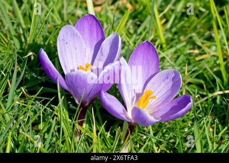 Crocus (Crocus vernus), Nahaufnahme von zwei violetten Blüten, die im Frühjahr auf dem getrimmten Gras eines Straßenrändes wachsen. Stockfoto