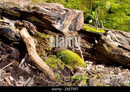 Nahaufnahme zeigt einen großen, umgefallenen Baumstamm, der auf einem Waldboden verrotten kann, wobei der natürliche Prozess langsam das Holz verrotten lässt. Stockfoto