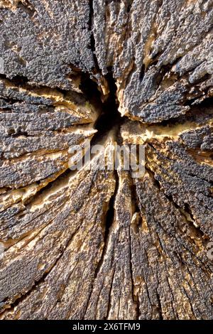 Nahaufnahme zeigt das Ende eines großen, umgefallenen Baumstamms, der auf einem Waldboden verrotten kann, wobei der natürliche Prozess langsam am Holz abfängt. Stockfoto