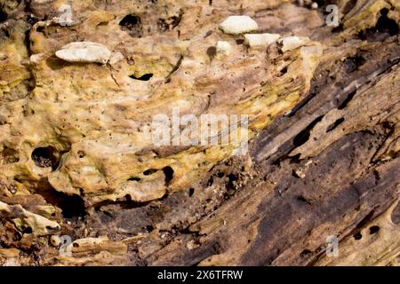 Nahaufnahme zeigt Details in einem Stück verrottendes Holz, das auf einem Waldboden verrottet wird, wobei der natürliche Prozess ungleichmäßig am Holz abgefressen wird. Stockfoto