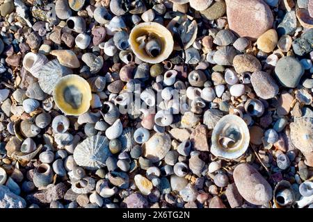 Nahaufnahme einer Sammlung verschiedener Muscheln, die an einem Kieselstrand angespült wurden, einschließlich Limpet-, Welpen- und Button-Top-Muscheln. Stockfoto