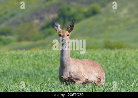 Neugierige Rehe in natürlichem Lebensraum (Capreolus capreolus) Stockfoto