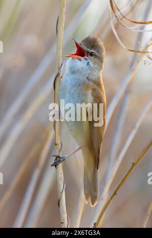 Großer Schilfkänzer, der in der Brutsaison singt (Acrocephalus arundinaceus) Stockfoto