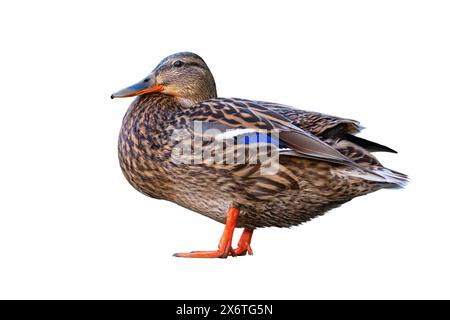 Weibliche Stockenten isoliert über weißem Hintergrund (Anas platyrhynchos) Stockfoto