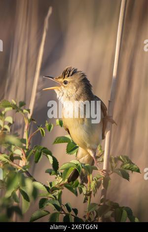 Männliche Sumpffischer in natürlichem Lebensraum (Acrocephalus palustris) Stockfoto