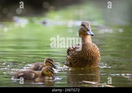 Mutter Stockenten-Ente mit jungen Enten, die auf Teich schwimmen (Anas platyrhynchos) Stockfoto