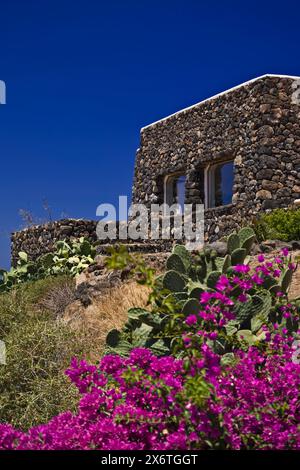 ITALIEN, Sizilien, Insel Pantelleria, Feigenkraut und bouganville vor einem Dammuso, ein typisches lokales Steinhaus im arabischen Stil, auf dem Land Stockfoto