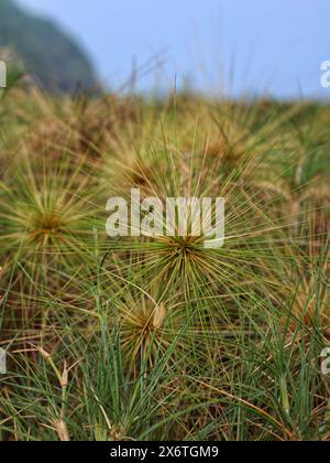 Ein wildes Gras namens Spinifex littoreus, das in trockenen Küstengebieten stark wächst Stockfoto