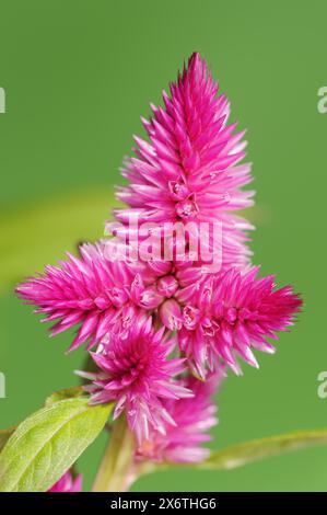 Plumose celosia (Celosia argentea var. Plumosa), Blütenstand, Zierpflanze, Nordrhein-Westfalen, Deutschland Stockfoto
