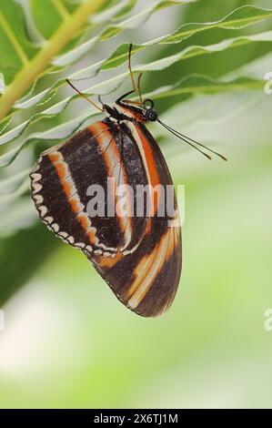 Schmetterling 'Banded Orange Heliconian' (Dryadula phaetusa), in Gefangenschaft, in Mittel- und Südamerika vorkommt Stockfoto