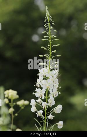 Weissweide oder Weissblüte Weidenweide (Epilobium angustifolium var. Album), Nordrhein-Westfalen, Deutschland Stockfoto