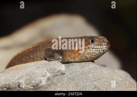 Stachelschwanz-Skink (Egernia stokesii), in Gefangenschaft, Vorkommen in Australien Stockfoto