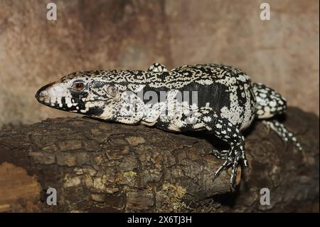 Argentinisches schwarz-weißes Tegu (Salvator merianae, Tupinambis merianae), in Gefangenschaft, in Südamerika vorkommt Stockfoto