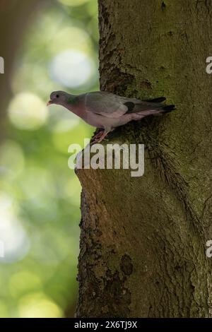 Hohltaube (Columba Oenas), Emsland, Niedersachsen, Deutschland Stockfoto