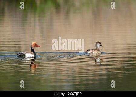 Rotkäppchen (Netta rufina), männlich und weiblich schwimmen auf einem Teich, Thüringen, Deutschland Stockfoto