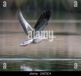 Graugans (Anser anser) über einen Teich fliegen, Thüringen, Deutschland Stockfoto