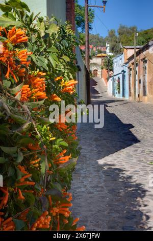 Oaxaca; Mexiko; Nordamerika; Straßenszene, Manuel Garcia Vigil Street, Architektur, Brunnen Stockfoto