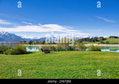 Blick auf den Forggensee, die Allgäuer Alpen, Löwenzahnwiese, Schnee, Holzhütte, Ostallgaeu, Allgaeu, Bayern, Deutschland Stockfoto