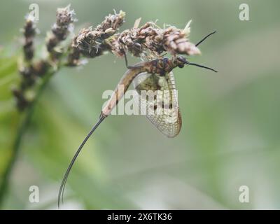 Libelle, Ratten, Steiermark, Österreich Stockfoto