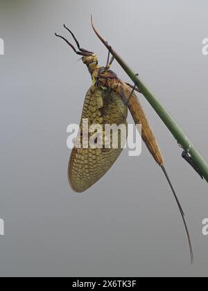 Libelle, Ratten, Steiermark, Österreich Stockfoto