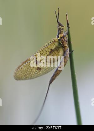 Libelle, Ratten, Steiermark, Österreich Stockfoto