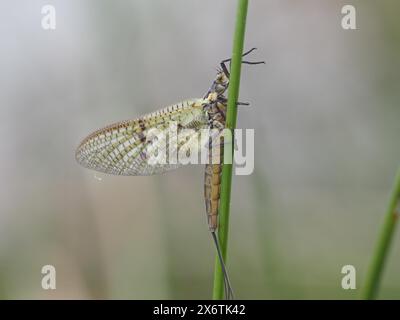 Libelle, Ratten, Steiermark, Österreich Stockfoto