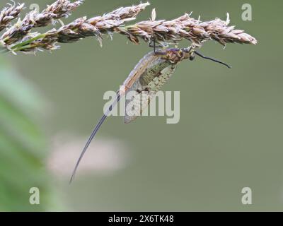 Libelle, Ratten, Steiermark, Österreich Stockfoto