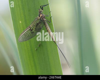 Libelle, Ratten, Steiermark, Österreich Stockfoto