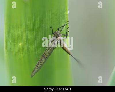 Libelle, Ratten, Steiermark, Österreich Stockfoto