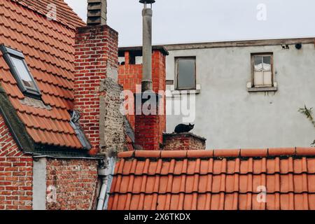 Schwarze Katze auf einem Dach im Zentrum von Antwerpen Stockfoto